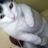 Maki猫の写真