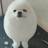 パプリカの写真