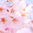 Sakura Laurelの写真